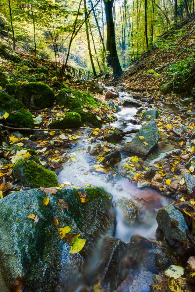 6 consejos básicos para hacer fotografías del agua: Un arroyo en el bosque con varios meandros, formando una curva en forma de S.